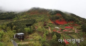 구례 생태숲, 운무 사이로 활짝 핀 철쭉