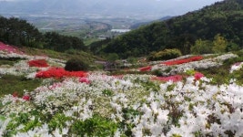 구례군 지리산정원, 화사한 철쭉의 유혹