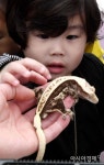 [포토] 신기한 도마뱀이에요