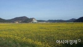 진도군, 농촌 볼거리…경관작물 재배해 관광 활성화 나서