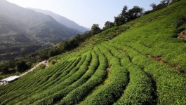 켄싱턴리조트 지리산하동, 하동 야생차 패키지 선봬