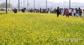 [포토] 유채꽃축제 즐기는 시민들
