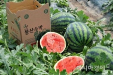 [포토] 담양군 ‘봉산수박’ 생각만 해도 입안 가득 군침이