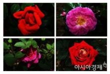 광주 서구, 풍암호수 장미사진 공모전 ‘인기’
