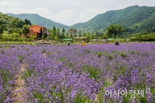 [포토] 광양시 사라실 라벤더 단지 보랏빛으로 물들어