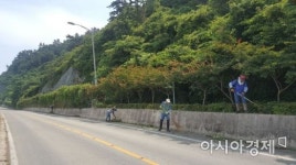 영광군, 백수해안도로에 ‘바닷가 꽃’ 해당화 정비