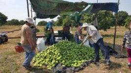 [신남방을가다⑭]정글을 농장으로…캄보디아 망고시장 개척한 韓기업
