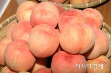 장성군, 차돌 복숭아 본격 ‘출하’