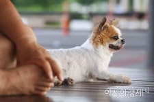 [포토]사람도 동물도 힘들다