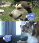 ‘동물농장’ 암컷 한 마리 두고 수컷들의 치열한 경쟁 “거실은 개들의 링 같다”