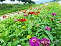 광양시, 서천변에 핀 백일홍 나들이객 발길 붙잡아