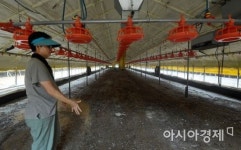 [포토] 폭염 피해로 텅빈 육계 축사