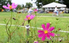 [포토] 코스모스길 라이딩