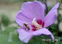 [포토] 꿀벌 유혹하는 무궁화