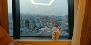 펫 전용 브런치까지…호텔업계, 반려동물 서비스 확대 나선다