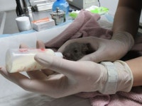 서울시, 1년간 야생동물 862마리 구조