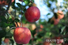 장성군, 26일까지 농특산물 집중 판매·홍보