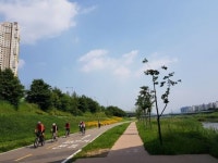 안양천 4.16km 화사한 꽃 물들이다