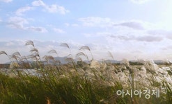 [포토]영산강 서창들녘, 햇빛과 바람에 흔들리는 억새
