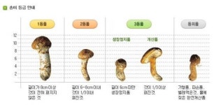 올해 송이 대풍, 1등품 50만원대로 하락... 흉작일땐 100만원 훌쩍