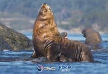 바다의 제왕, 큰바다사자를 지켜주세요