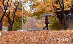 [포토] 낙엽 쌓인 공원 풍경