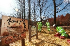 남이섬 ‘송파 은행나무길’ 조성...수도권 농가에 600톤 무상 제공