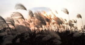 [조용준의 여행만리]土城 위 저 소나무 붉은 노을을 품다