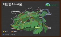 수령 100년 ‘대관령 소나무 숲’, 최초 개방
