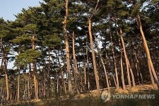 태안 안면도 소나무 숲, 국가산림문화자산 지정