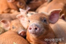[윤동주의 피사체] 황금돼지해, 황금빛 한해 되세요