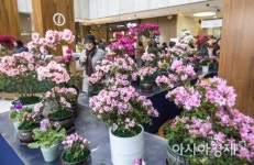 [포토]봄내음 가득한 서초구청