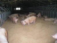 돼지·닭은 웁니다…키울수록 손해, 사료값도 부담 농가의 비명(종합)