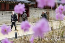 [포토] 진달래 핀 덕수궁