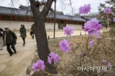 [포토] 덕수궁에 핀 진달래