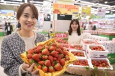 [포토]하나로마트서 아침딸기 맛보세요