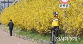 [포토] 노랗게 물든 개나리 앞에서