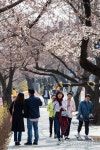 [포토]벚꽃길