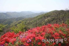 화순군, 27일 화학산 고산철쭉제 개최