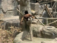 서울대공원, 동물복지 맞춘 랫서팬더사 재개장…앵두·상큼이 공개