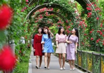 중랑천에 핀 35m 하늘장미 보러가자!...2019서울장미축제 팡파르~