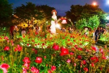 중랑천에 핀 35m 하늘장미 보러가자!...2019서울장미축제 팡파르~