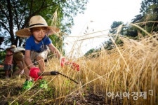 [포토]보리 수확 한 번 해볼까?