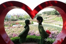 [포토]장미 활짝