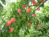 화순군, 복숭아 첫 공동 선별 출하