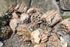[문호남의 찍고 쓰고]잊혀진 삼릉, 사라질 삼릉 