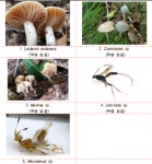 국립공원공단 다도해 등에서 신종·미기록종 생물자원 53종 발견  