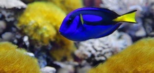 영화보고 관상용 구매하는 니모효과는 거짓?