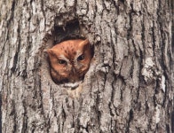 여기 내 먹이 창고인데 딱따구리가 판 구멍에서 잠든 부엉이
