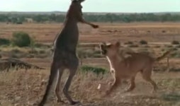 [과학을읽다]딩고와 캥거루의 호주 생태계 쟁탈전